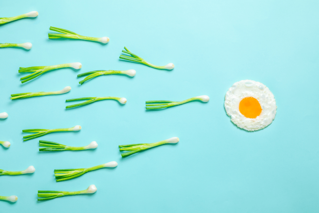 onion sperm and egg