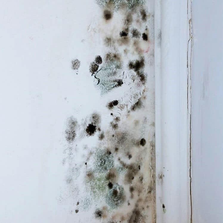mold