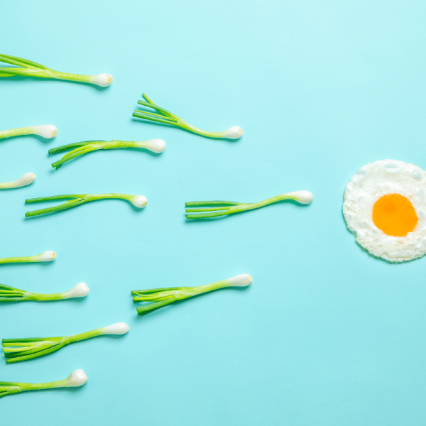 onion sperm and egg